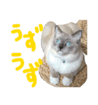 気まぐれポン子（個別スタンプ：35）