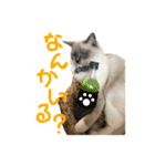 気まぐれポン子（個別スタンプ：37）