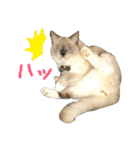 気まぐれポン子（個別スタンプ：39）