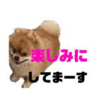 デカポメぽん太⑤（個別スタンプ：2）
