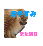 デカポメぽん太⑤（個別スタンプ：7）