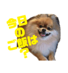 デカポメぽん太⑤（個別スタンプ：12）