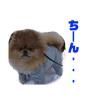 デカポメぽん太⑤（個別スタンプ：14）