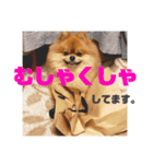 デカポメぽん太⑤（個別スタンプ：15）