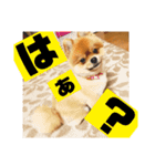 デカポメぽん太⑤（個別スタンプ：16）