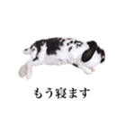 リアルなうさぎ（個別スタンプ：1）