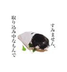 リアルなうさぎ（個別スタンプ：4）