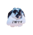 リアルなうさぎ（個別スタンプ：8）