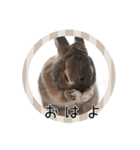 うさぎのらっこ（個別スタンプ：1）