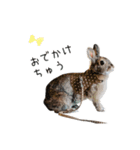 うさぎのらっこ（個別スタンプ：4）