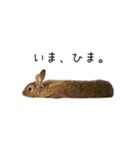 うさぎのらっこ（個別スタンプ：5）