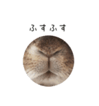 うさぎのらっこ（個別スタンプ：6）