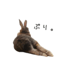 うさぎのらっこ（個別スタンプ：8）