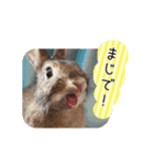 うさぎのらっこ（個別スタンプ：12）