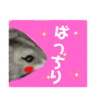 ハムスター好きの為のキュートでポップ（個別スタンプ：8）