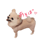 もふもふクヌート（個別スタンプ：1）