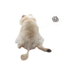 もふもふクヌート（個別スタンプ：3）