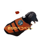 まろのあいさつスタンプ（個別スタンプ：3）