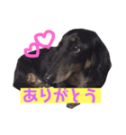まろのあいさつスタンプ（個別スタンプ：4）