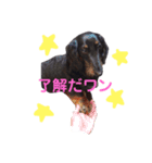 まろのあいさつスタンプ（個別スタンプ：5）