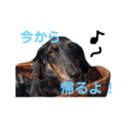 まろのあいさつスタンプ（個別スタンプ：7）