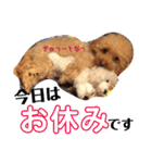 ぱーるtoぷっちpart2（個別スタンプ：34）