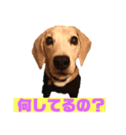 可愛いビーグル犬スタンプ（個別スタンプ：1）