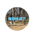 可愛いビーグル犬スタンプ（個別スタンプ：5）