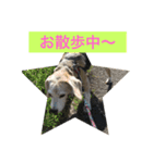 可愛いビーグル犬スタンプ（個別スタンプ：8）