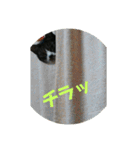 ぐっさんちの猫(日常会話編)（個別スタンプ：1）