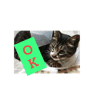 ぐっさんちの猫(日常会話編)（個別スタンプ：2）