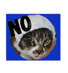 ぐっさんちの猫(日常会話編)（個別スタンプ：3）