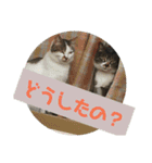 ぐっさんちの猫(日常会話編)（個別スタンプ：4）