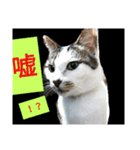 ぐっさんちの猫(日常会話編)（個別スタンプ：6）