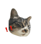 ぐっさんちの猫(日常会話編)（個別スタンプ：7）