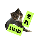 ぐっさんちの猫(日常会話編)（個別スタンプ：9）