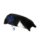 ぐっさんちの猫(日常会話編)（個別スタンプ：11）