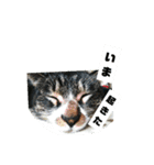 ぐっさんちの猫(日常会話編)（個別スタンプ：13）