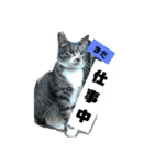ぐっさんちの猫(日常会話編)（個別スタンプ：14）