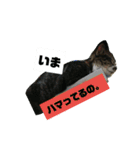 ぐっさんちの猫(日常会話編)（個別スタンプ：16）