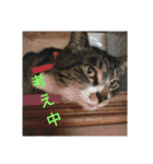 ぐっさんちの猫(日常会話編)（個別スタンプ：18）
