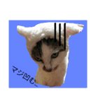 ぐっさんちの猫(日常会話編)（個別スタンプ：20）
