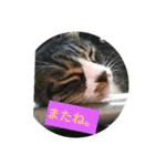 ぐっさんちの猫(日常会話編)（個別スタンプ：24）