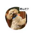 我が家のペットちゃん達（個別スタンプ：4）