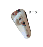 我が家のペットちゃん達（個別スタンプ：5）