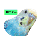 我が家のペットちゃん達（個別スタンプ：7）