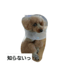 我が家のペットちゃん達（個別スタンプ：8）