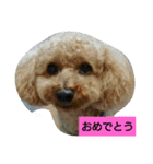 我が家のペットちゃん達（個別スタンプ：9）