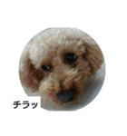 我が家のペットちゃん達（個別スタンプ：10）