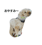 我が家のペットちゃん達（個別スタンプ：11）
